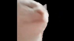 кот кивает головой 1 час