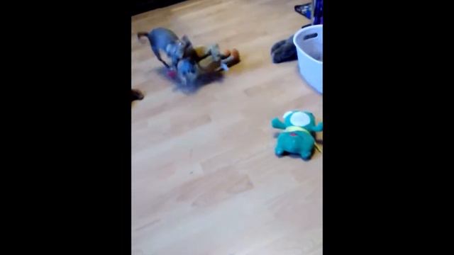 Развлечения смотреть онлайн