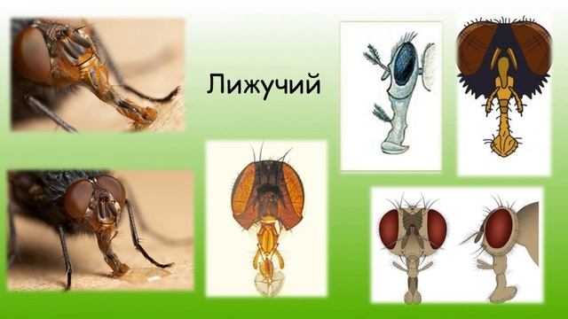 Клас Комахи смотреть онлайн