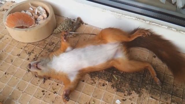 супер детский анекдот смотреть онлайн