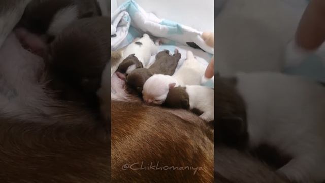Новорожденные щенки чихуахуа кормление щенков смотреть онлайн