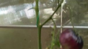 ОБЗОР СОРТОВ ТОМАТОВ БЛЭК ЭМПЕРЕ,БРУСИЛОВСКИЕ,САРТ РОЛУАЗ,ЯПОНКА,ГИГАНТ СУХОМЛИНСКОГО,БРУТУС...Ч.4