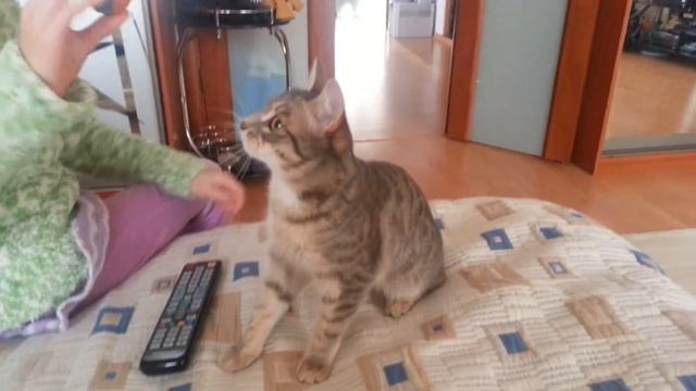 Кошка и мяч...носит мяч....cat and boll...... смотреть онлайн