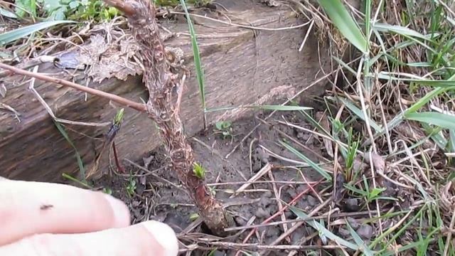 Прививка персика на абрикос - результат