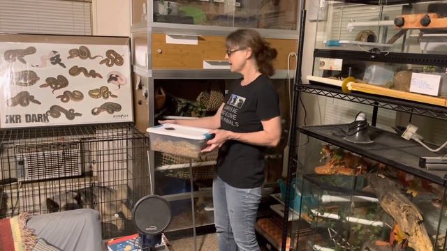 Our Super Dwarf Lives in a Tree смотреть онлайн