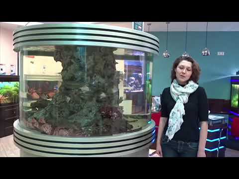 Кормление акул смотреть онлайн