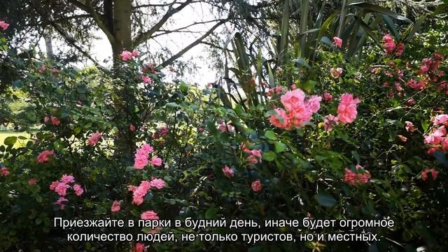 Фестиваль Тюльпанов в Стамбуле: когда и где смотреть в 2020 смотреть онлайн