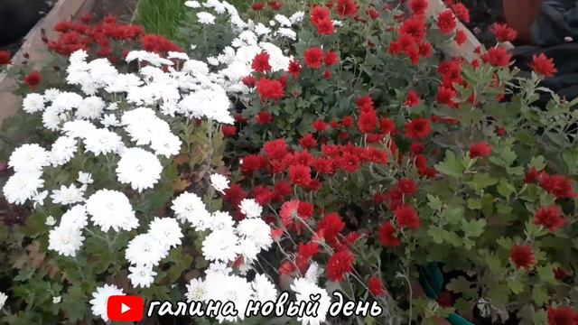 VLOG:Подстриглась ВНУЧКА.🙎♀️ХРИЗАНТЕМЫ🌺 смотреть онлайн