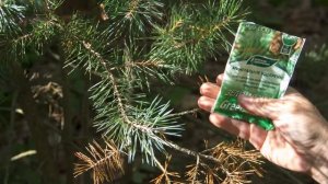 ПОДКОРМКА ДЛЯ СОСНЫ. ЧЕМ ПОДКОРМИТЬ ПОЖЕЛТЕВШУЮ СОСНУ?