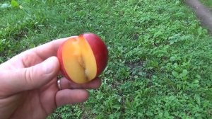 Диплоїдна слива Пінк Сатурн 5