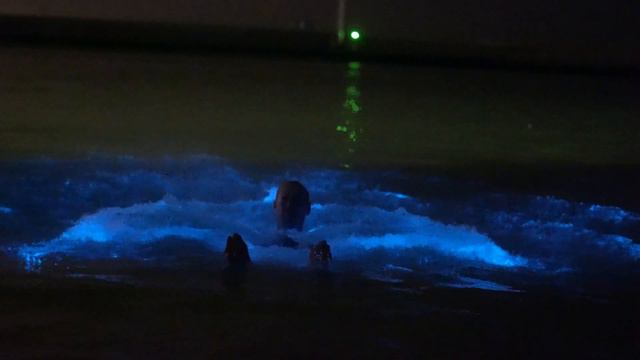 Noctiluca Scintillans (Zeevonk) In The Netherlands