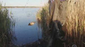 Сеть с берега на резинке. Караси рвут сетку. Обалденный способ.