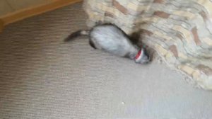 Звуки хорька