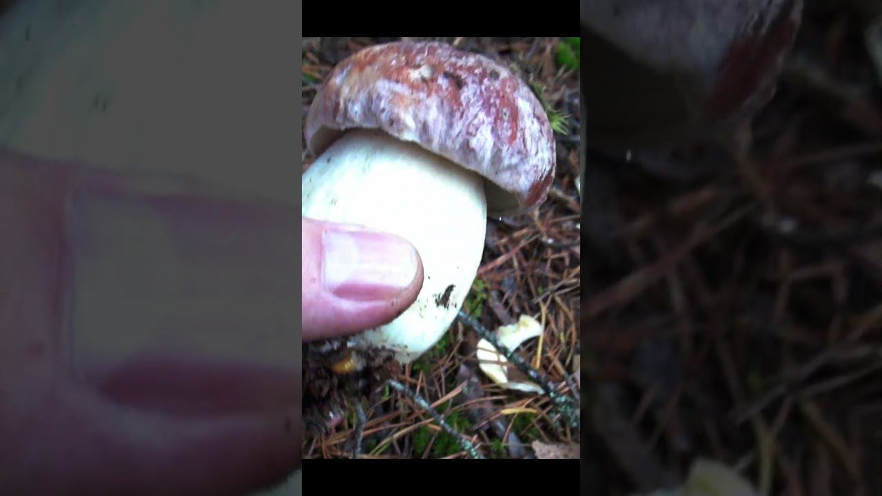 БОРОВОЙ БЕЛЫЙ в воскресенье по чужим очисткам! #mushroom #fungi #boletusedulis #боровик #гриб