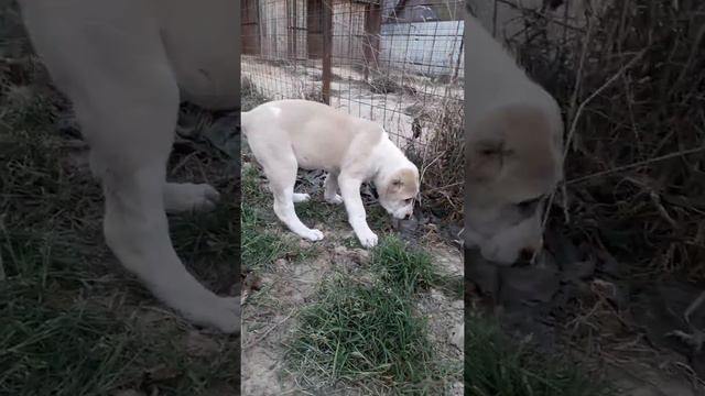 Маленькая королева Фортуна смотреть онлайн