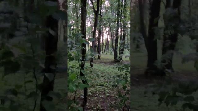 Лес пение птиц