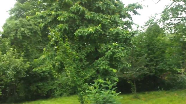 Сладкая черешня в Амсаре. (Азербайджан) смотреть онлайн