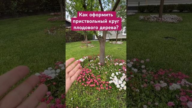 Приствольный круг яблони. Как оформить? Что посадить? смотреть онлайн