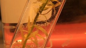 Выделение кислорода в процессе фотосинтеза из водного растения элодея.