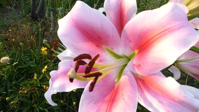 ОТ гибрид Фронтера. смотреть онлайн