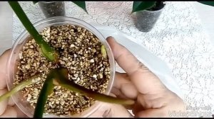 АНТУРИУМ ОМОЛОЖЕНИЕ( размножение верхушечным черенком). Прошло три недели. Как приживается черенок?