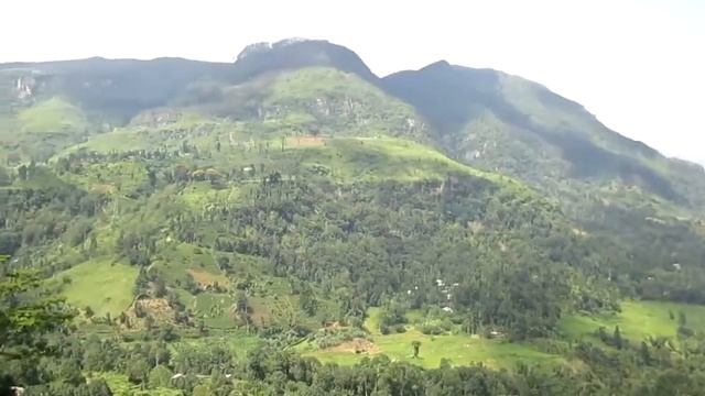 Végétation luxuriante à perte de vue au Sri Lanka смотреть онлайн