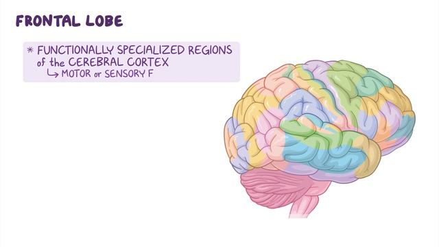 Anatomy of the Cerebral Cortex- an Osmosis Preview смотреть онлайн