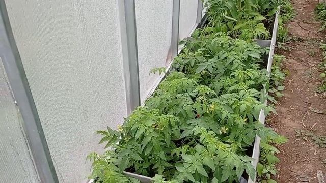 Вредный конденсат в теплице! смотреть онлайн