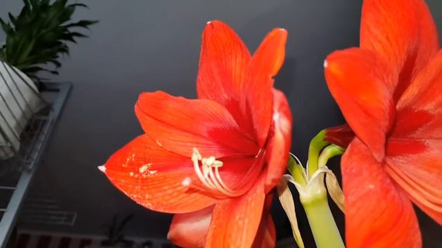 Hippeastrum RED LION - Amarillis смотреть онлайн