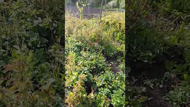 Туя и антипка смотреть онлайн