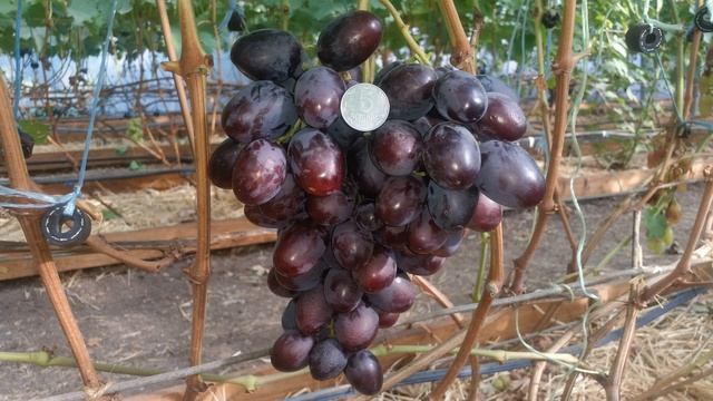 Виноград ТОРНАДО смотреть онлайн