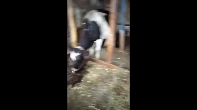 Заготовка силоса в домашних условиях.Конец эксперимента. смотреть онлайн