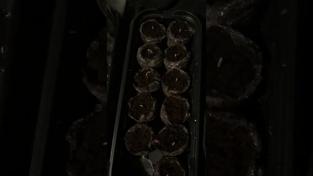 How to grow Trinidad Scorpion Seedlings смотреть онлайн