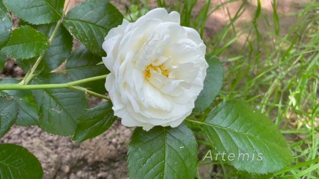 Июль в Саду 3 июля 2022 часть 2 смотреть онлайн