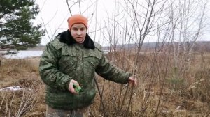 Как сделать живую изгородь из ивы. Часть 1. Заготовка материала.