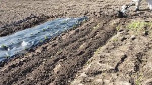 МОТОТЯПКА  STIHL MM55. Мой обзор.