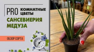 Сансевиерия медуза - неприхотливое теневыносливое комнатное растение. Обзор сорта. Сорта сансевиерий