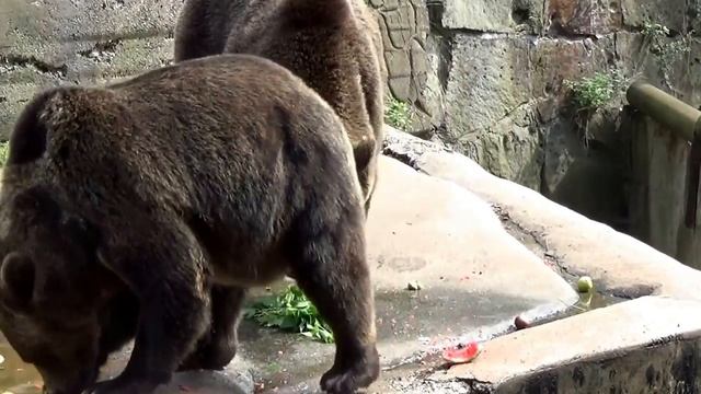 Калининградский зоопарк.Показательные кормления медведей. смотреть онлайн
