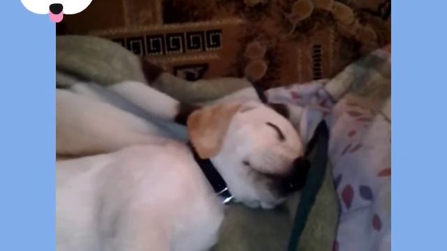 Лабрадор # маленький щенок # спит # проснулся. смотреть онлайн