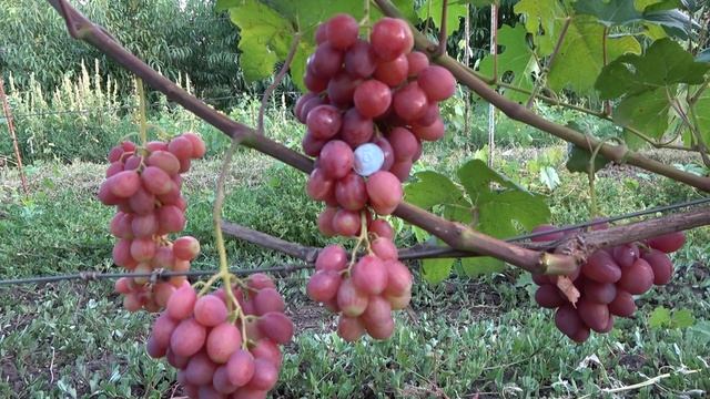 ГФ винограда Дженифер 2019 смотреть онлайн