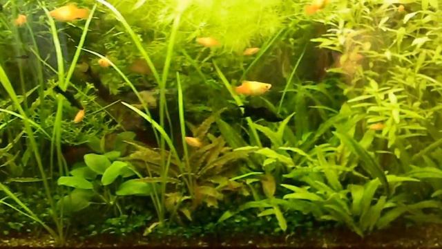 Аквариум 250 литров (боз УДО и СО2) смотреть онлайн