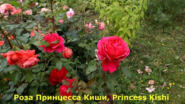 Розы ?, японские сорта - шедевры, без недостатков! Сила, мощь, красота, здоровье! смотреть онлайн