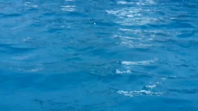 Черепаха Карета Карета смотреть онлайн