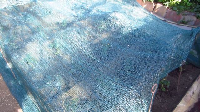 Подгорает рассада на солнце! Что делать? Три способа защиты! смотреть онлайн