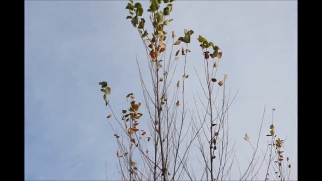 Betula Nigra River Birch Tree Planting смотреть онлайн