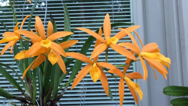 Pcv Golden Peacock"Orange beauty' смотреть онлайн