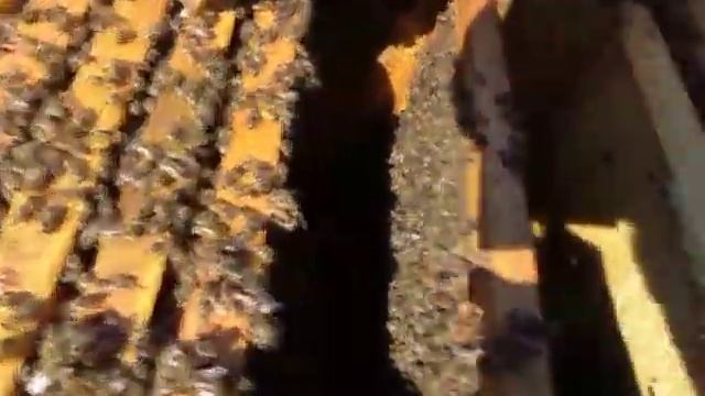 Пчелы БАКФАСТ .Весеннее расширение пчел . смотреть онлайн