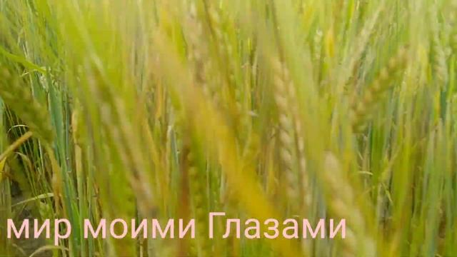 28.07.2020 Поле смотреть онлайн