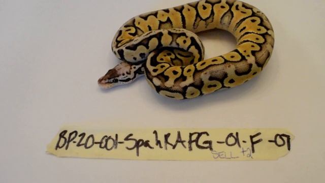 2020 Super Pastel het Red Axanthic PG Ball python - Female смотреть онлайн