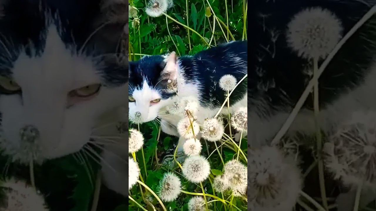 Всем хорошего лета и отдыха!Марс радует Вас прогулками по даче #cat #милота #питомцы #кот #дача смотреть онлайн